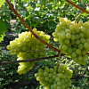 Виноград плодовый Августин фото 3 