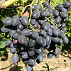 Виноград плодовый Надежда АЗОС фото 3 