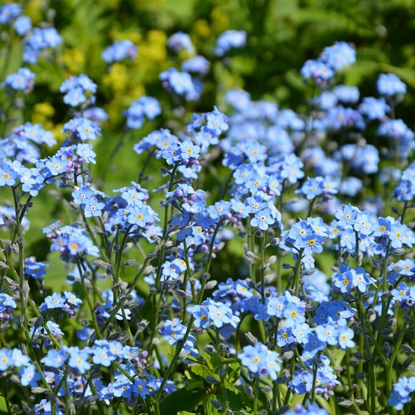 Незабудка садовая Голубая фото 2 