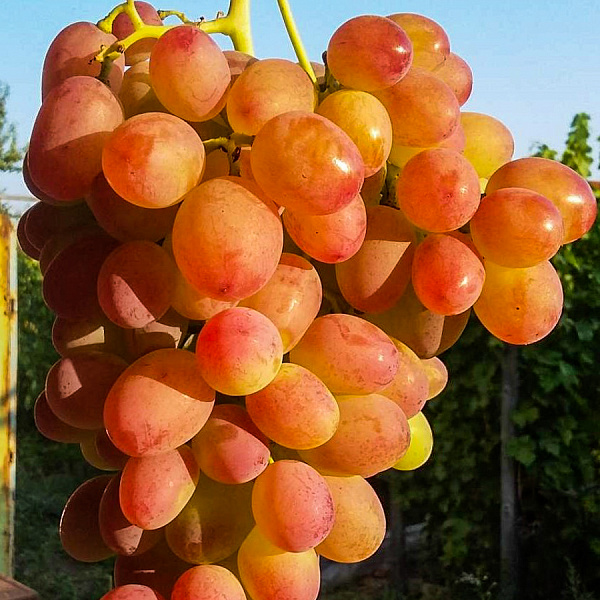 Виноград плодовый Ливия фото 3 